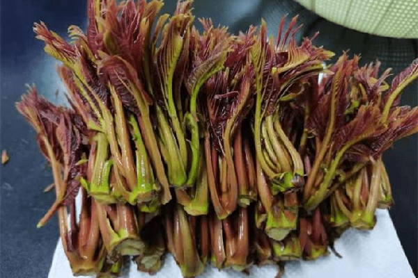 香椿是哪里的特產(chǎn) 香椿是什么 香椿是哪里的特產(chǎn) 香椿是什么