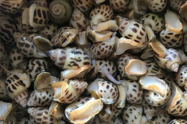 花螺能隔夜吃嗎 花螺可以放微波爐里加熱嗎 花螺能隔夜吃嗎 花螺可以放微波爐里加熱嗎