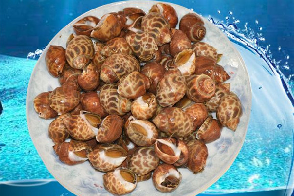 花螺有粘液正常嗎 花螺怎么清洗才干凈 花螺有粘液正常嗎 花螺怎么清洗才干凈