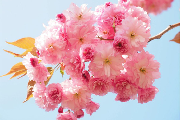 浙江選育出了“螺螄粉”櫻花 櫻花有什么象征意義 浙江選育出了“螺螄粉”櫻花 櫻花有什么象征意義