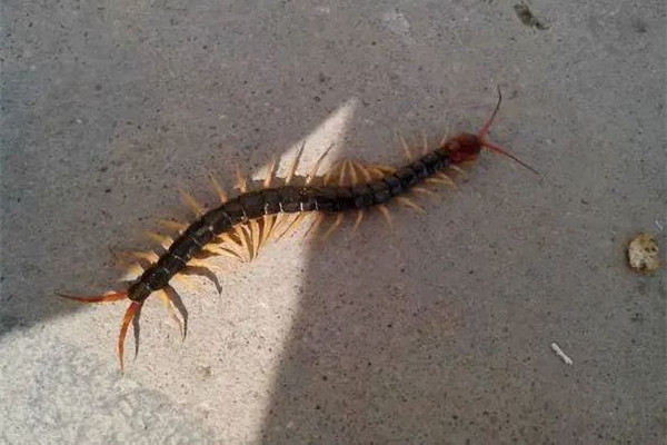 女子睡覺(jué)時(shí)被10厘米蜈蚣咬太陽(yáng)穴 被蜈蚣咬了會(huì)有生命危險(xiǎn)嗎