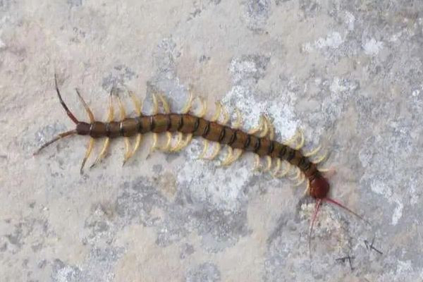 女子睡覺(jué)時(shí)被10厘米蜈蚣咬太陽(yáng)穴 被蜈蚣咬了會(huì)有生命危險(xiǎn)嗎