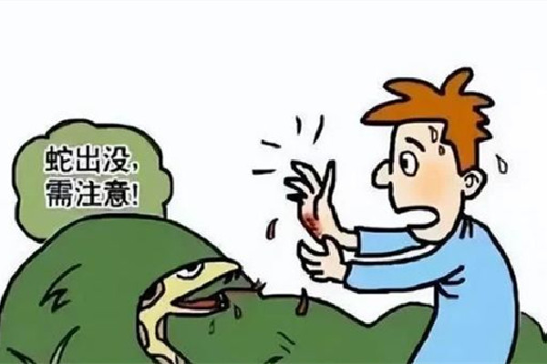 女子住酒店被毒蛇咬傷酒店拒擔全責 毒蛇一般在什么地方 女子住酒店被毒蛇咬傷酒店拒擔全責 毒蛇一般在什么地方