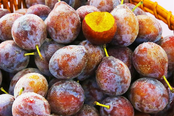 西梅怎么挑選好吃 西梅買回來又酸又硬怎么辦 西梅怎么挑選好吃 西梅買回來又酸又硬怎么辦