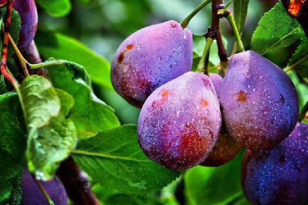 西梅怎么挑選好吃 西梅買回來又酸又硬怎么辦 西梅怎么挑選好吃 西梅買回來又酸又硬怎么辦