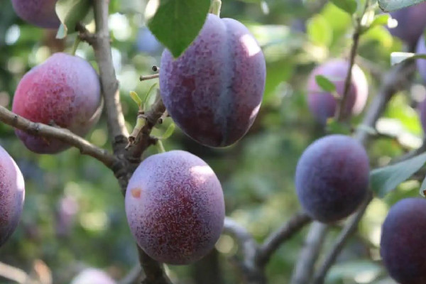 西梅有維生素c嗎 西梅可以補充什么營養(yǎng)