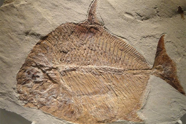 廣西發(fā)現(xiàn)九尾狐甲魚化石 化石是石頭嗎 廣西發(fā)現(xiàn)九尾狐甲魚化石 化石是石頭嗎