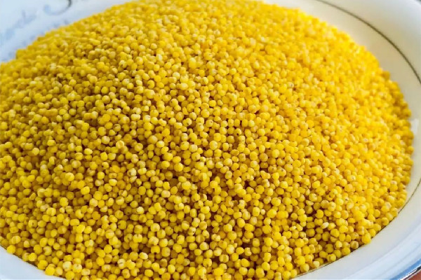 小米粥煮多長時(shí)間能好 小米粥煮10分鐘能熟嗎