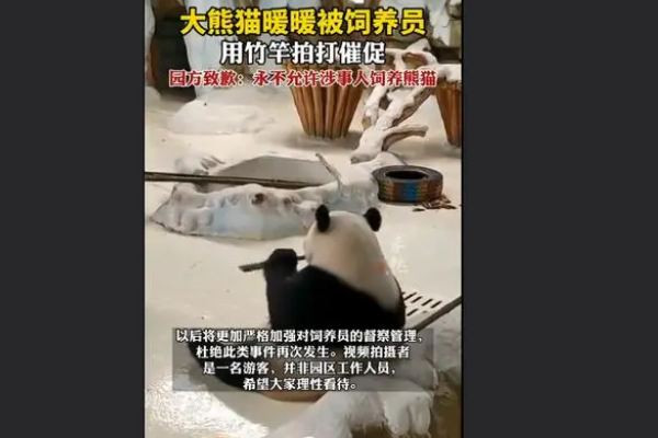 飼養(yǎng)員用竹竿打熊貓暖暖園方回應(yīng) 熊貓是國家?guī)准?jí)保護(hù)動(dòng)物