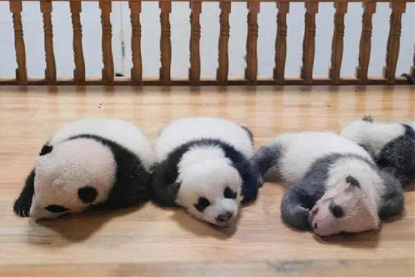 飼養(yǎng)員用竹竿打熊貓暖暖園方回應(yīng) 熊貓是國家?guī)准?jí)保護(hù)動(dòng)物