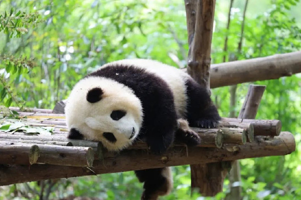 飼養(yǎng)員用竹竿打熊貓暖暖園方回應(yīng) 熊貓是國(guó)家?guī)准?jí)保護(hù)動(dòng)物