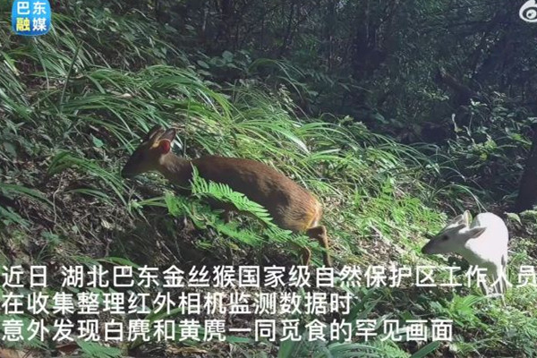 湖北巴東發(fā)現(xiàn)罕見瑞獸白麂 瑞獸的寓意和象征
