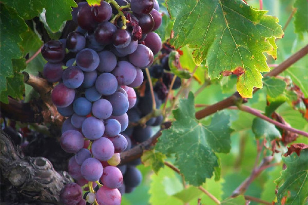 葡萄和提子是同一品種嗎 葡萄和提子哪個(gè)營(yíng)養(yǎng)價(jià)值高 葡萄和提子是同一品種嗎 葡萄和提子哪個(gè)營(yíng)養(yǎng)價(jià)值高