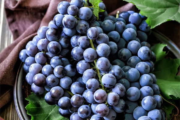 葡萄和提子是同一品種嗎 葡萄和提子哪個(gè)營(yíng)養(yǎng)價(jià)值高 葡萄和提子是同一品種嗎 葡萄和提子哪個(gè)營(yíng)養(yǎng)價(jià)值高