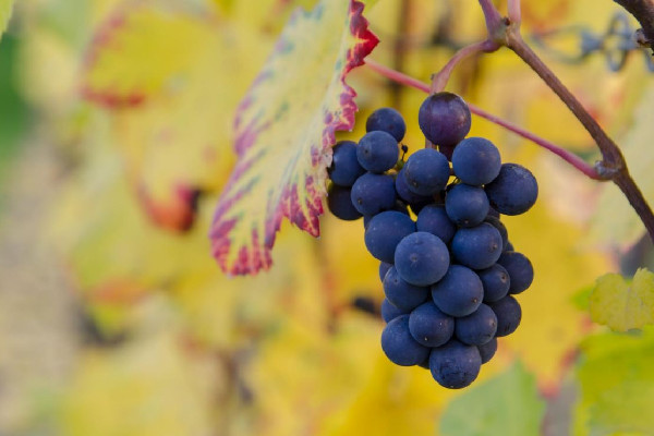 葡萄會(huì)引起咳嗽嗎 葡萄對眼睛的好處