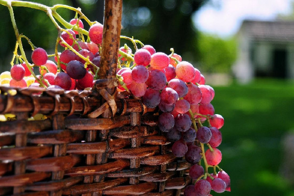葡萄會(huì)引起咳嗽嗎 葡萄對眼睛的好處