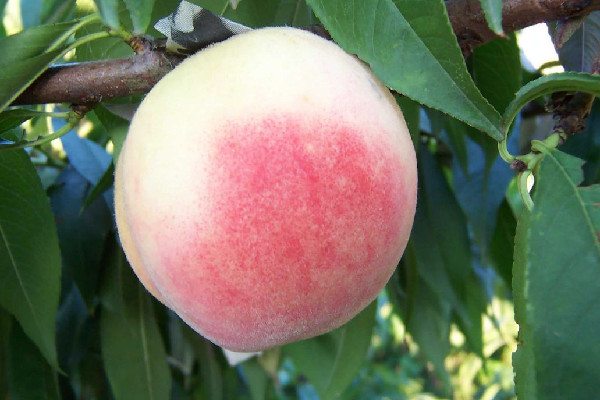 水蜜桃適合放冰箱保存嗎 水蜜桃放冰箱還是常溫 水蜜桃適合放冰箱保存嗎 水蜜桃放冰箱還是常溫