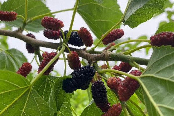 桑葚怎么清潔才干凈 桑葚用水沖一下就能吃嗎 桑葚怎么清潔才干凈 桑葚用水沖一下就能吃嗎