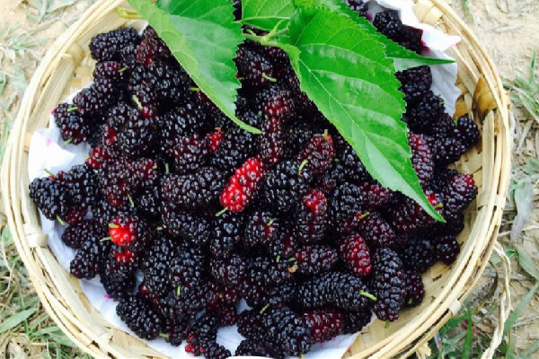 桑葚是低糖水果還是高糖水果 桑葚減肥還是增肥 桑葚是低糖水果還是高糖水果 桑葚減肥還是增肥