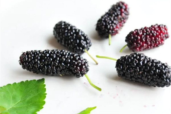 桑葚有花青素嗎 桑葚為什么是紫色的 桑葚有花青素嗎 桑葚為什么是紫色的