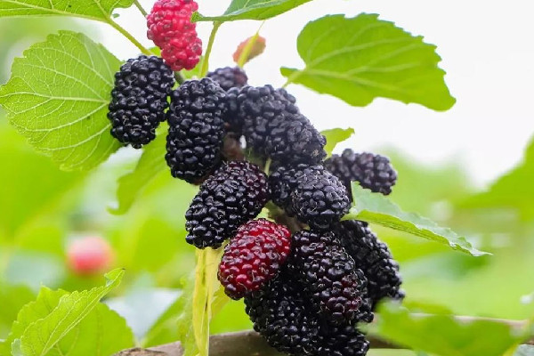 桑葚有花青素嗎 桑葚為什么是紫色的 桑葚有花青素嗎 桑葚為什么是紫色的