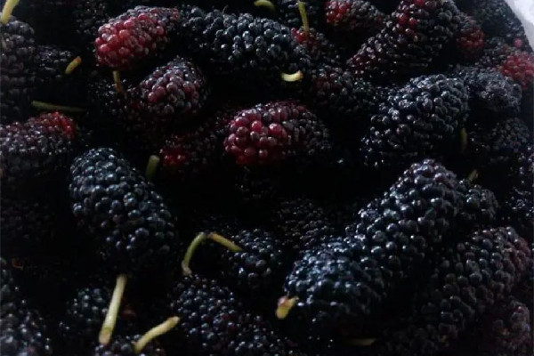 桑葚有花青素嗎 桑葚為什么是紫色的 桑葚有花青素嗎 桑葚為什么是紫色的