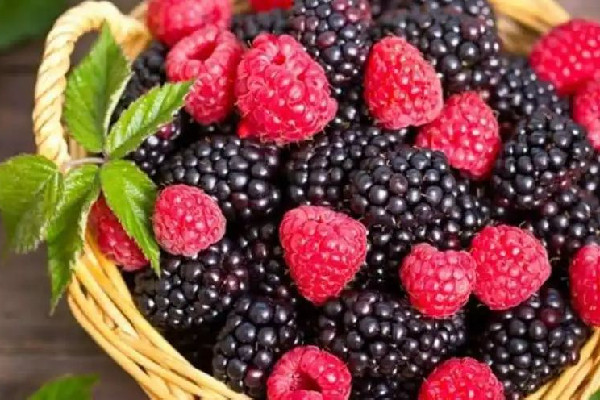 桑葚是低糖水果還是高糖水果 桑葚減肥還是增肥 桑葚是低糖水果還是高糖水果 桑葚減肥還是增肥