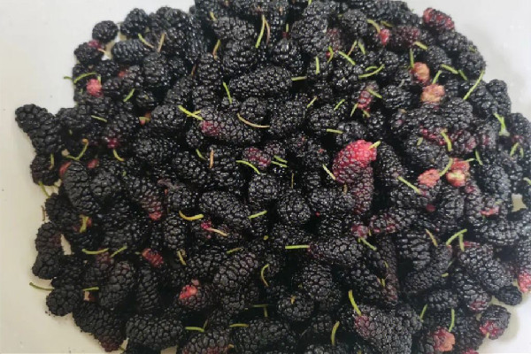 桑葚怎么清潔才干凈 桑葚用水沖一下就能吃嗎 桑葚怎么清潔才干凈 桑葚用水沖一下就能吃嗎